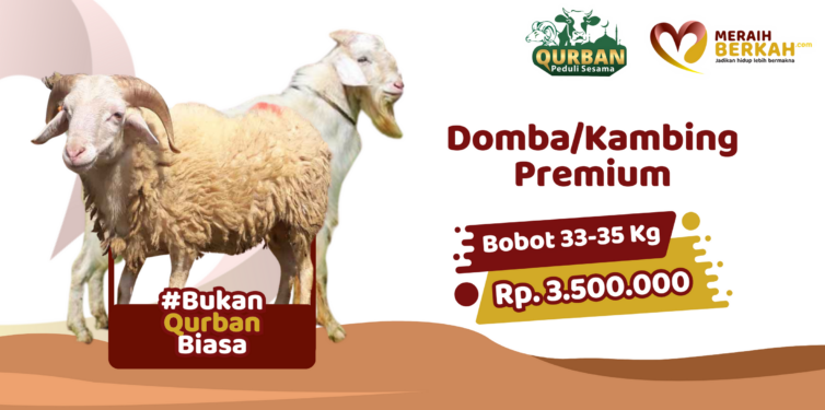Qurban Domba / Kambing Premium