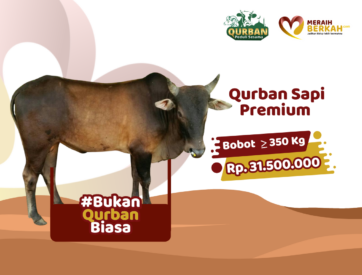 Qurban Sapi Premium